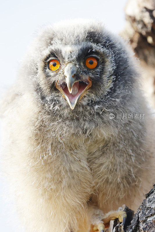 长耳猫头鹰(Asio otus)幼鸟